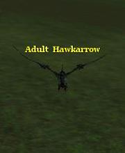 Adult Hawkarrow